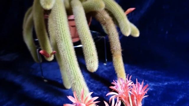 мой cleistocactus winteri в этом году не перестаёт радовать цветением смотреть онлайн