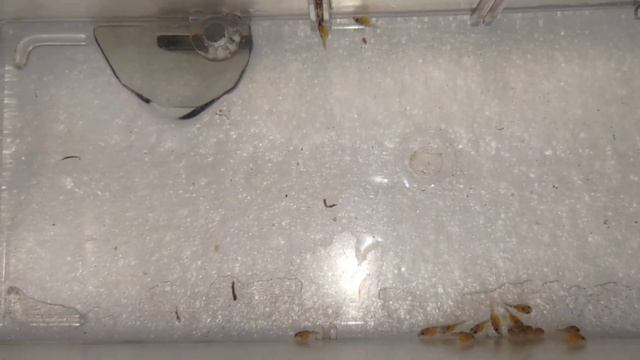 Ancistrus Wabenmuster (Медовые соты) отметали