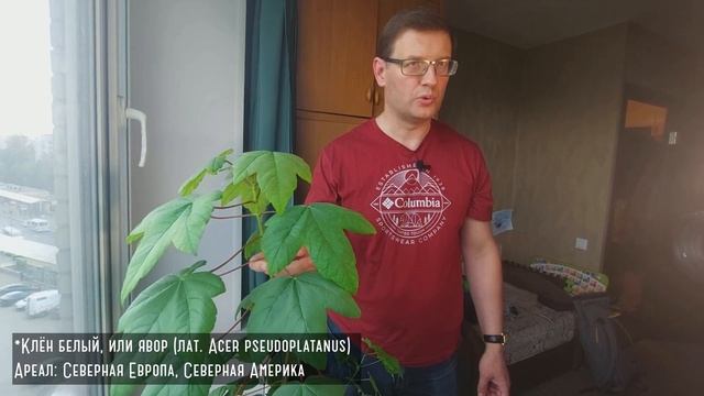 Дмитрий Суслов: деревья, которых в Петербурге никогда не было смотреть онлайн