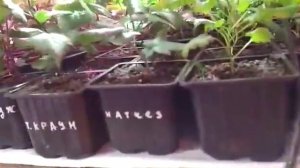 Саженцы ежевика, малина. Продажа саженцев  89289670317.