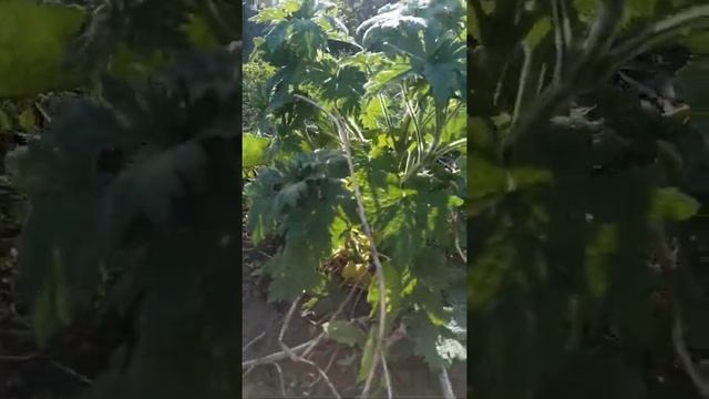 Мотокультиватор Крот , двигатель Чемпион 15 мая 2021 г. смотреть онлайн