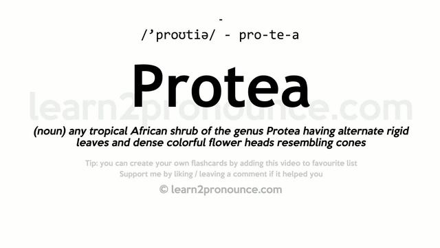 Pronunciation Of Protea | Definition Of Protea