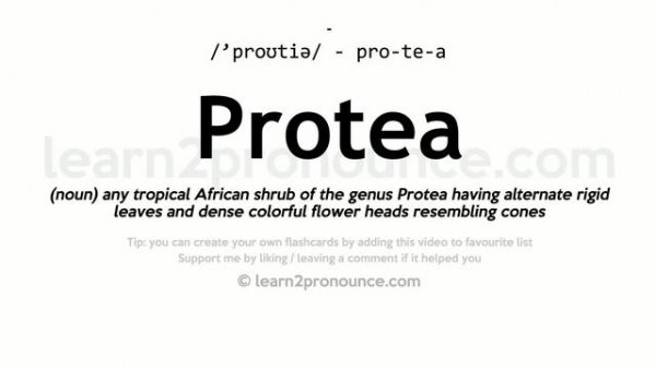 Pronunciation of Protea | Definition of Protea