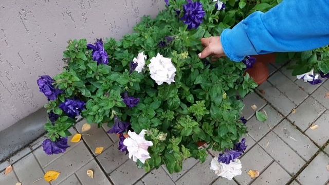 Эти ЦВЕТЫ продлят Вам лето смотреть онлайн