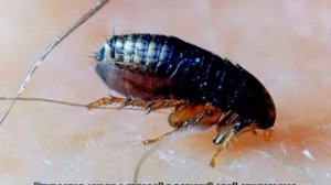 Кусают ли кошачьи блохи людей: опасны ли они