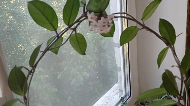 Хойи Белла и Карноза цветут смотреть онлайн