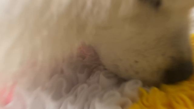 Обзор поисковой игрушки «Травка»