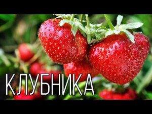 ?Интересные факты про клубнику