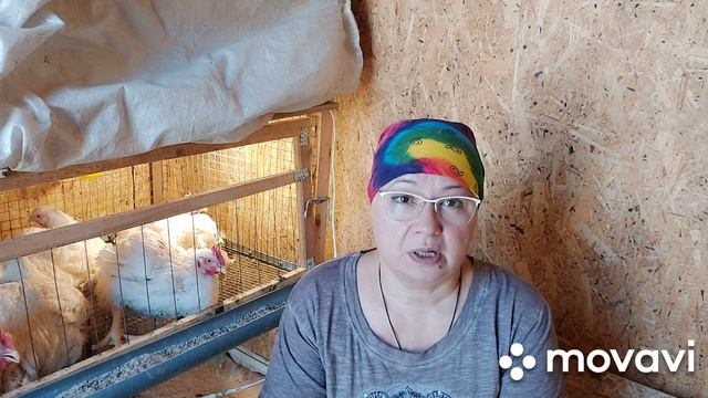 Перехожу с комбикорма на зерносмесь. Скоро забой. Кормление бройлеров, мой метод. Этап 1. смотреть онлайн