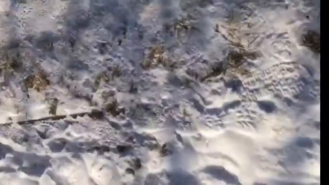 Защитница животных кормит голодных собак в поселке 13 км смотреть онлайн