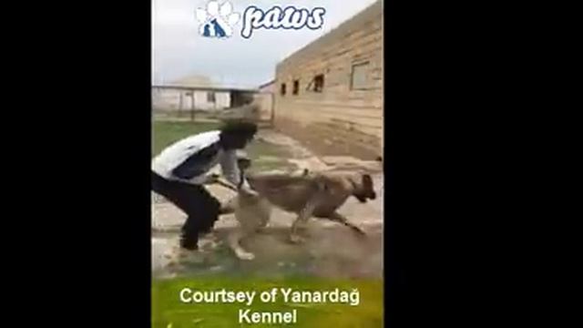 Kangal Dog - The Power House!!! смотреть онлайн
