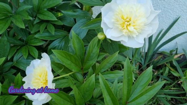 My Peony Collection part 1 2023 смотреть онлайн