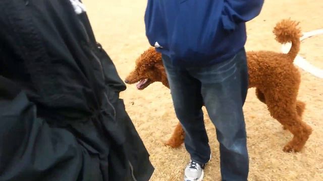 My mamas grand-Poodle-dog at the DP! Starring Delilah! смотреть онлайн