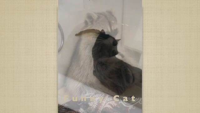 Funny Animals #1 / Смешные животные 2020 / Коты, собаки, попугаи, еноты смотреть онлайн