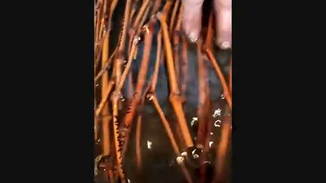 Укоренение черенков винограда весной легко и просто смотреть онлайн