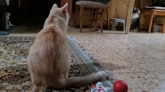 Игра в мяч.Maine Coon Tobi and Kostya #животные #коты #cat #mainecoon смотреть онлайн