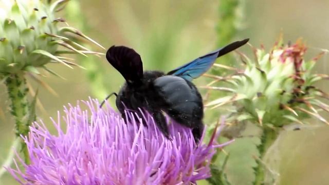Violet carpenter bee - Xylocopa violacea - Cyprus смотреть онлайн