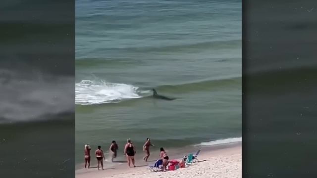 The Most HORRIFYING Shark Attacks MARATHON!