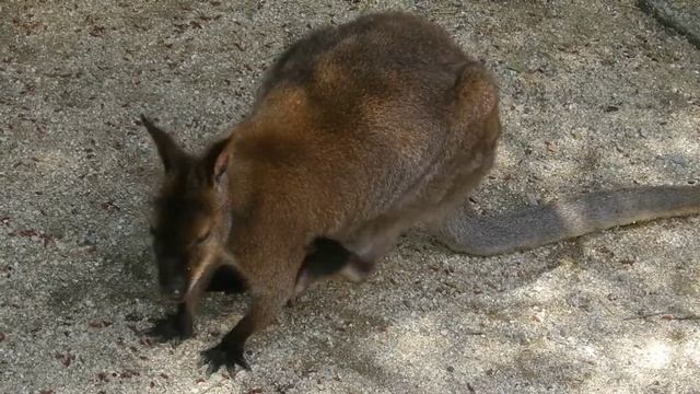 ГЕЛЕНДЖИК 2022. КЕНГУРУ БЕННЕТА. ЖИВОТНЫЕ САФАРИ-ПАРКА смотреть онлайн