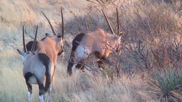 New Mexico Oryx смотреть онлайн