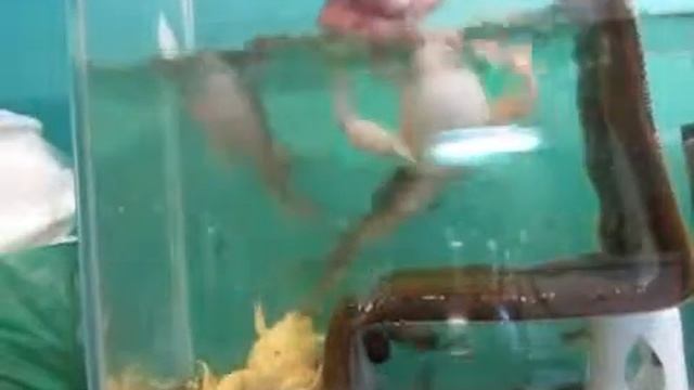 Шпорцевая аквариумная лягушка смотреть онлайн