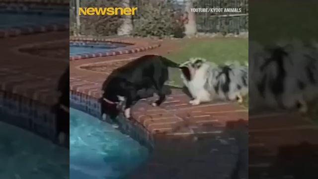 Взаимовыручка у животных смотреть онлайн