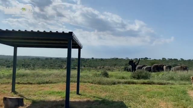 The Intricacies Of Caring For A Baby Elephant! - An Update On Khanyisa's Weight