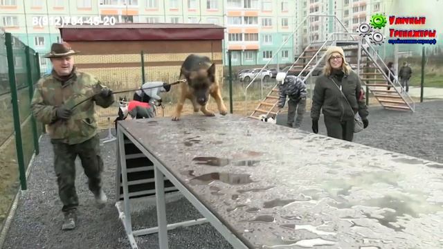 Площадка для выгула и дрессировки собак смотреть онлайн
