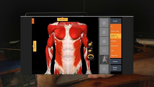 Биомеханика и анатомия мышц для каждого!