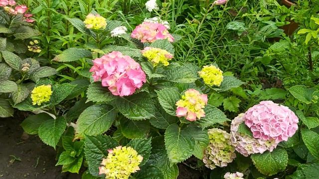 утренняя прогулка по саду после ночного дождика смотреть онлайн