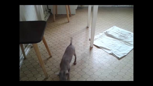 Лиловые девочки,в продаже мини. смотреть онлайн