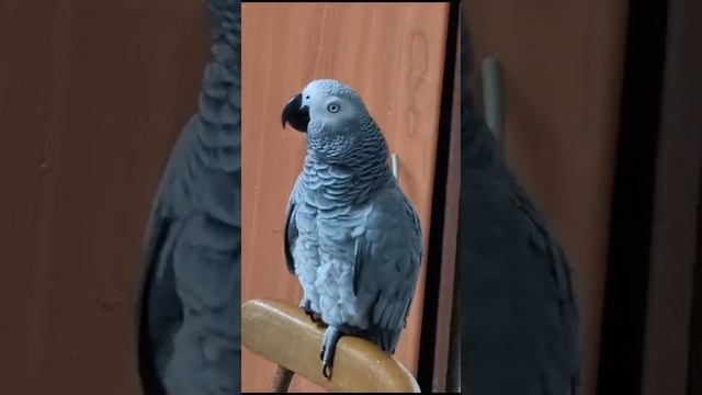 Везде успела: встретить сыночку Лешечку и с папой поскандалить... смотреть онлайн
