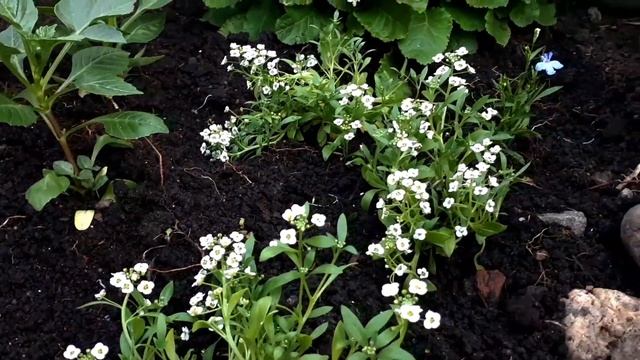 Рассада. Посадка. Начало... смотреть онлайн