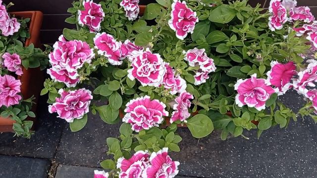 МАХРОВІ АМПЕЛЬНІ ПЕТУНІЇЇ.