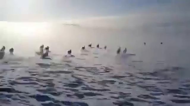 Зайцы бегут! смотреть онлайн
