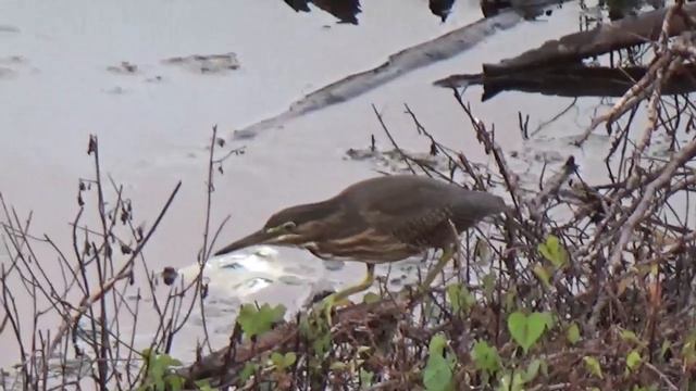 18 Striated Heron Bird || Indian Birds watching смотреть онлайн
