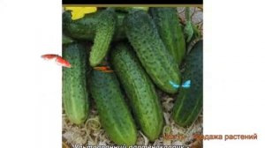Огурец обыкновенный Арамис F1 (aramis f1) ? Арамис F1 обзор: как сажать, семена огурца Арамис F1