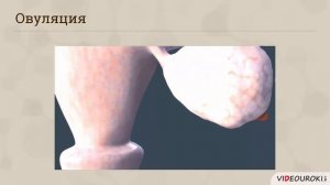 Видеоурок по биологии "Строение половой системы человека"