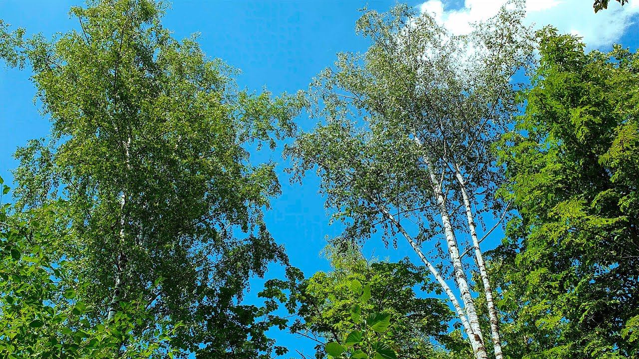 Расслабляющие звуки Лесных Птиц для создания уютной атмосферы - 1 час нежных лесных звуков смотреть онлайн