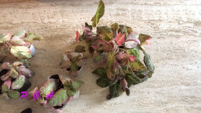 EPISCIA Cleopatra And Picasso. Care. ЭПИСЦИИ. Редкие сорта Cleopatra, Amber Lace, Picasso. Уход.