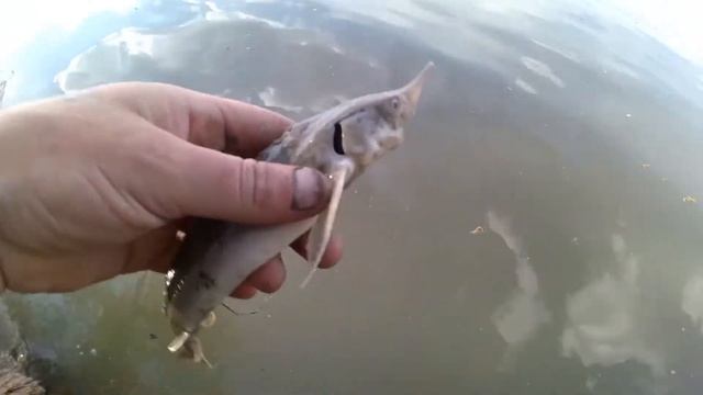 РЫБАЛКА ЛЕЩ на ДОНКИ на Оби 2023 ловля леща на фидер смотреть онлайн