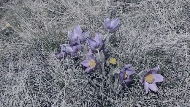 ПТИЦЫ ЛЕТЯТ НА ЮГ (Фан-Арт) | В ПАМЯТИ РОМАНА СИДОРОВА (Старуха Мха) смотреть онлайн