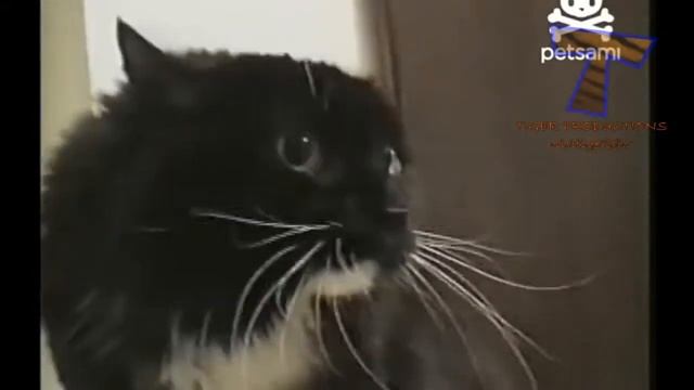 собаки воют по волчьи смотреть онлайн