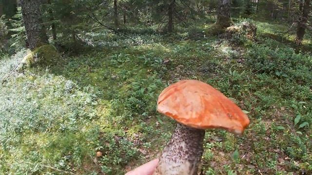 Первые грибы, открытие сезона тихой охоты / Что брать с собой в лес / @Сказочная Карелия смотреть онлайн