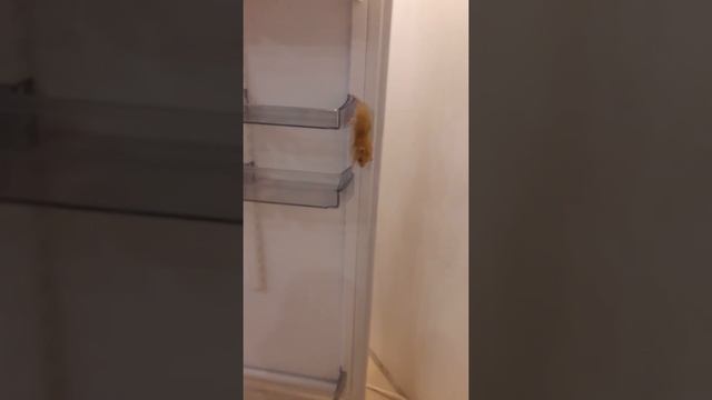 наш сирийский хомяк Персик - акробат!)) #хомячки смотреть онлайн