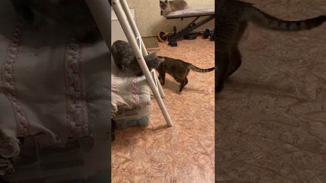 Тайлер и Стелла