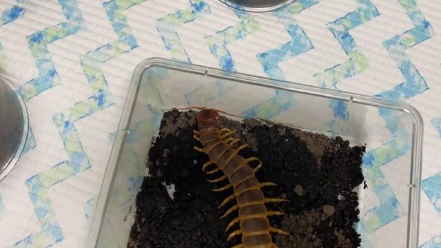 Scolopendra gigantea orange form смотреть онлайн