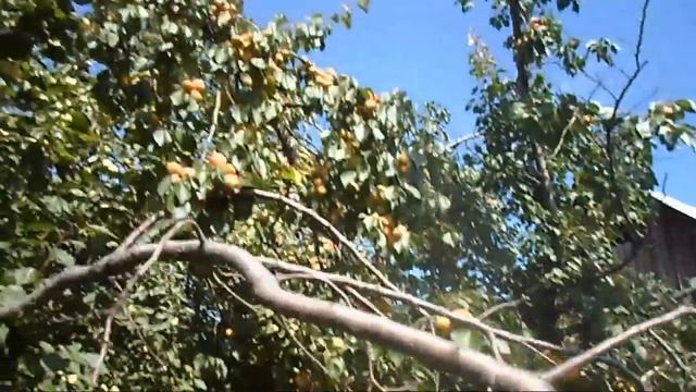 13. В. Железов. Урожай 2016. Рынок Саяногорска и п. Сизая Шушенского района смотреть онлайн