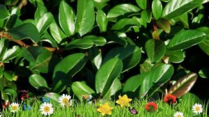 Кизильник блестящий ? Обзор: посадка и уход. саженцы, крупномеры кизильника : описание и особенност