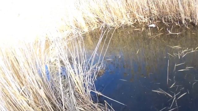 СЪЁМКА ОХОТЫ НА НОВУЮ КАМЕРУ/УТКА/ЗАЯЦ/КУРОПАТКА/ДАГЕСТАН/ЯНВАРЬ смотреть онлайн